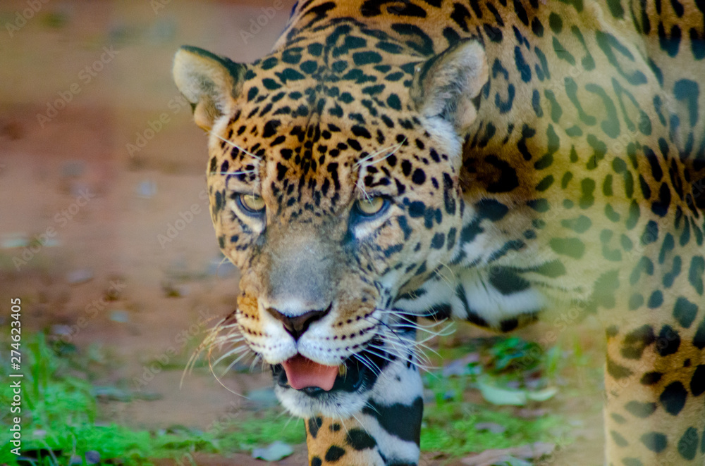 Obraz premium beautiful animals