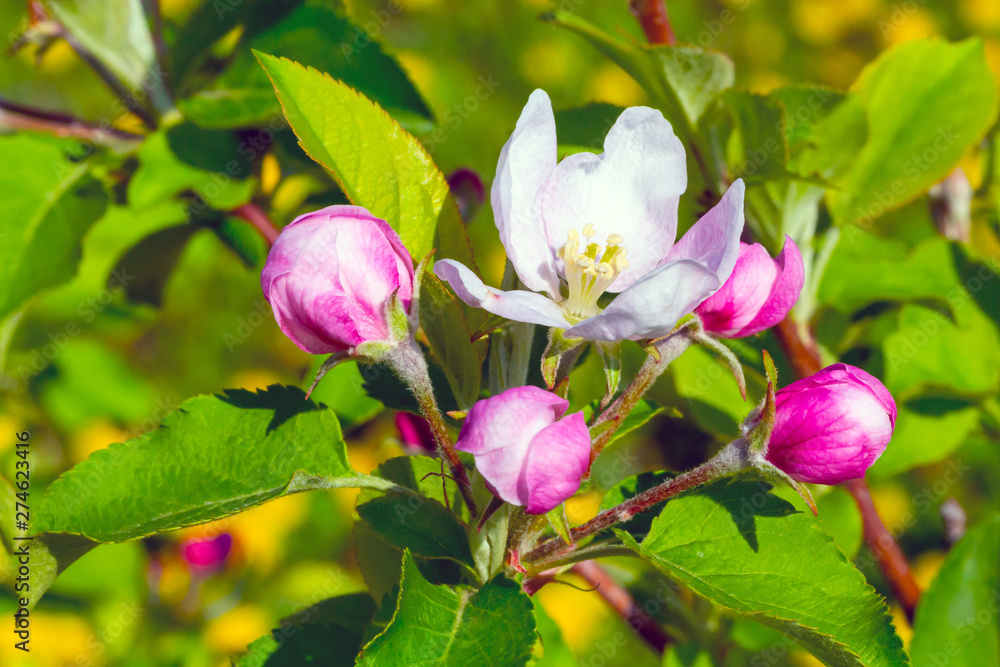 Apple branch blossom