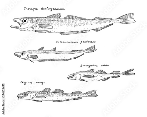 Gadidae fishes. Hand drawn realistic illustration.