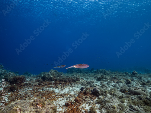 Reef Squid in shallow water of the coral reef in the Caribbean Sea around Curacao