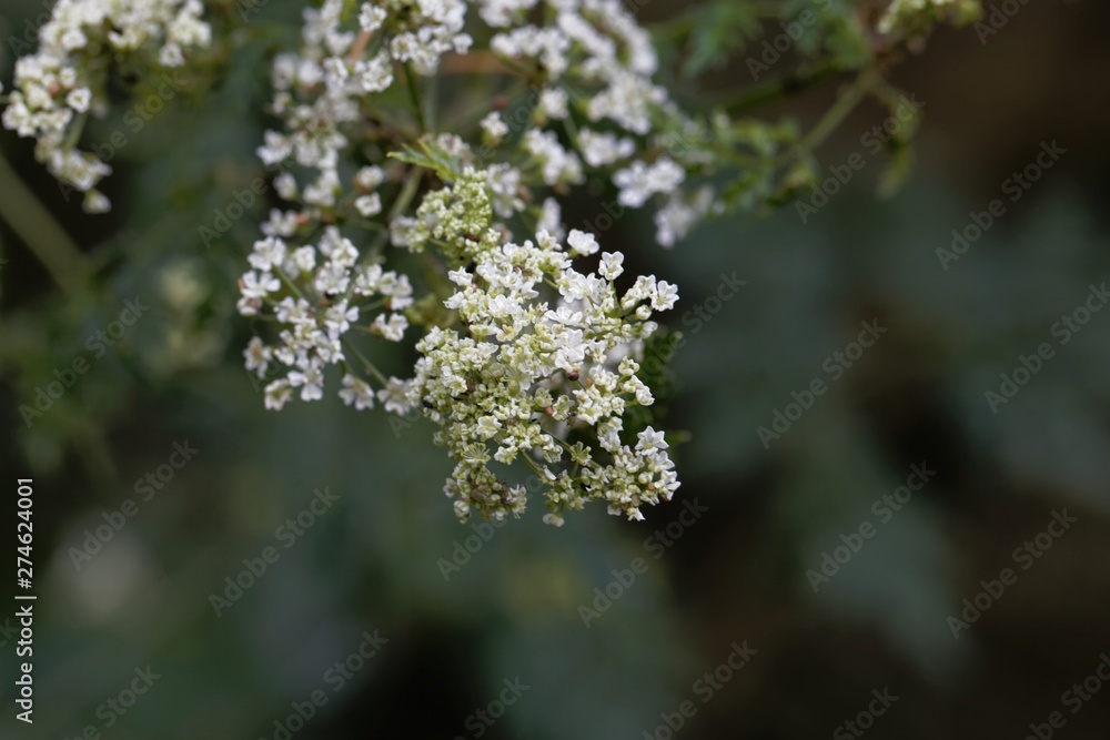 Poison hemlock flowers, Conium maculatum Poison hemlock flowers, Conium maculatum
