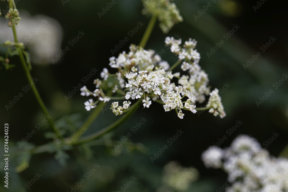 Poison hemlock flowers, Conium maculatum Poison hemlock flowers, Conium maculatum