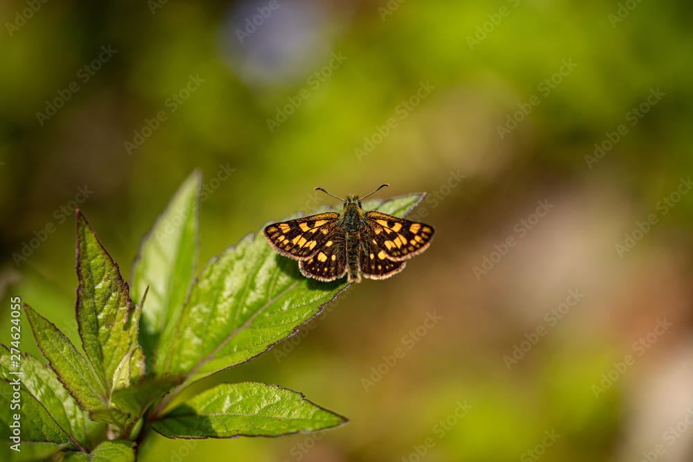 Obraz premium Nature