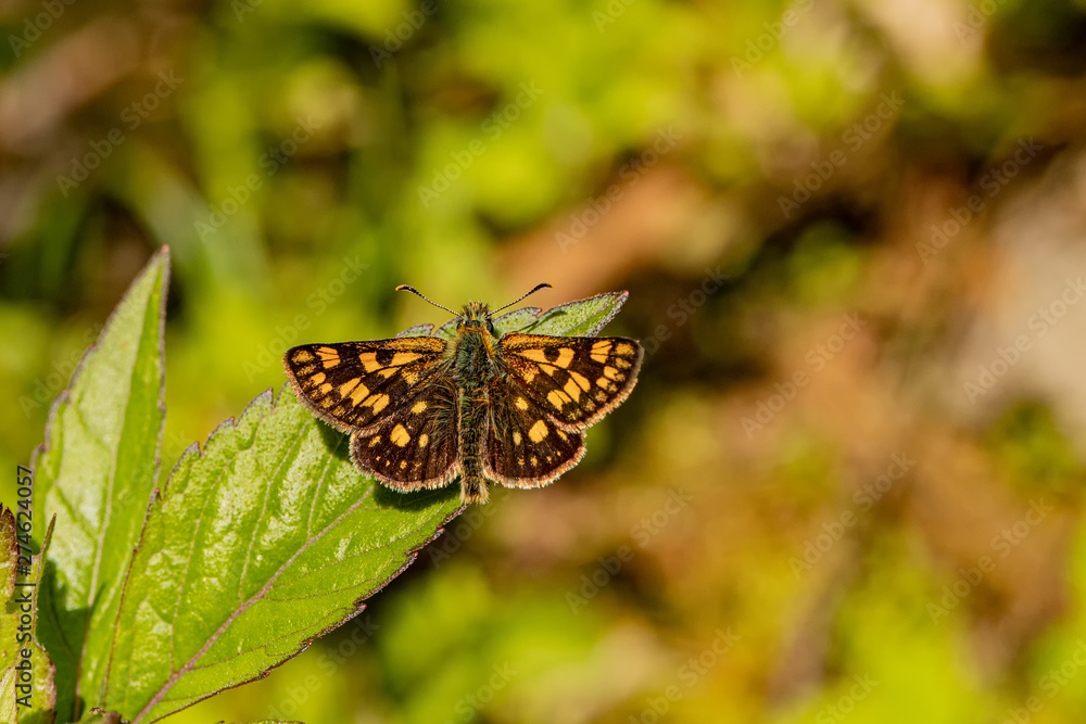 Naklejka premium Nature