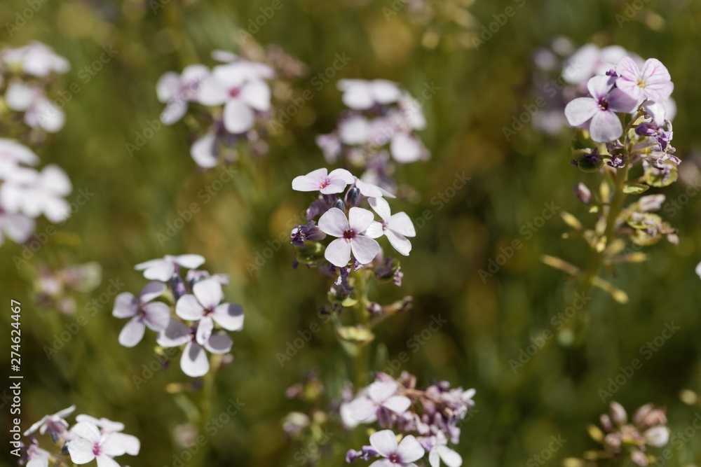 Flowers of the stonecress Aethionema grandiflorum Flowers of the stonecress Aethionema grandiflorum