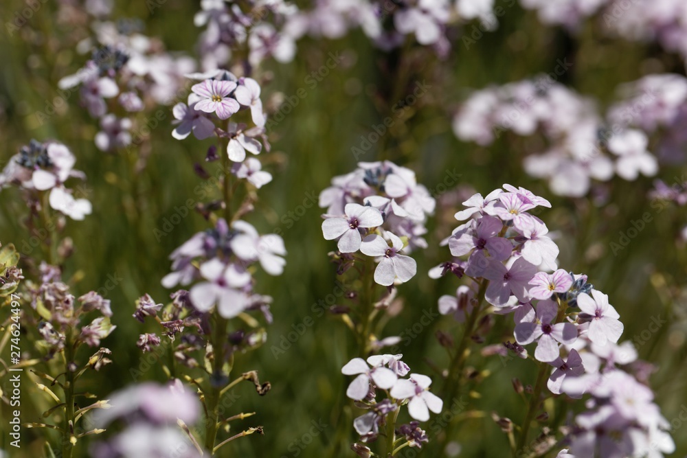 Flowers of the stonecress Aethionema grandiflorum Flowers of the stonecress Aethionema grandiflorum