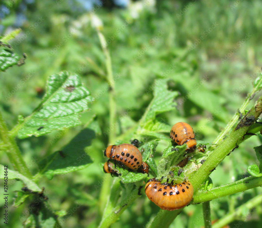 Colorado potato beetle larvae on young potato leaves. Numerous Colorado beetle larvae. Pests eating in a vegetable garden. They have already eaten all the leaves. Colorado potato beetle larvae on young potato leaves. Numerous Colorado beetle larvae. Pests eating in a vegetable garden. They have already eaten all the leaves.