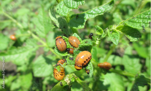 Colorado potato beetle larvae on young potato leaves. Numerous Colorado beetle larvae. Pests eating in a vegetable garden. They have already eaten all the leaves.