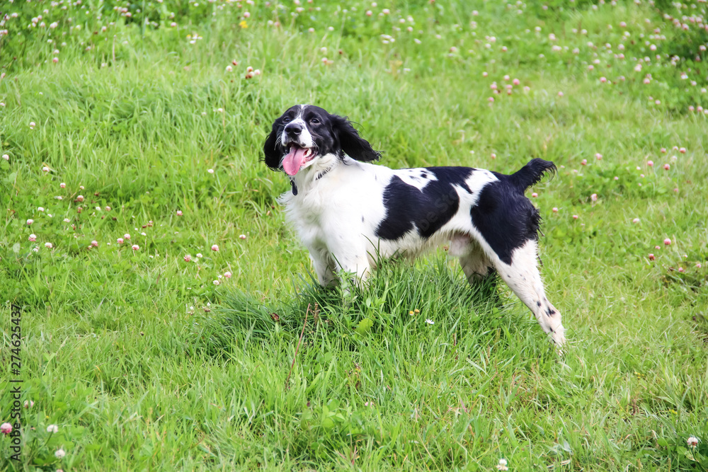 Black and white spaniel on the grass