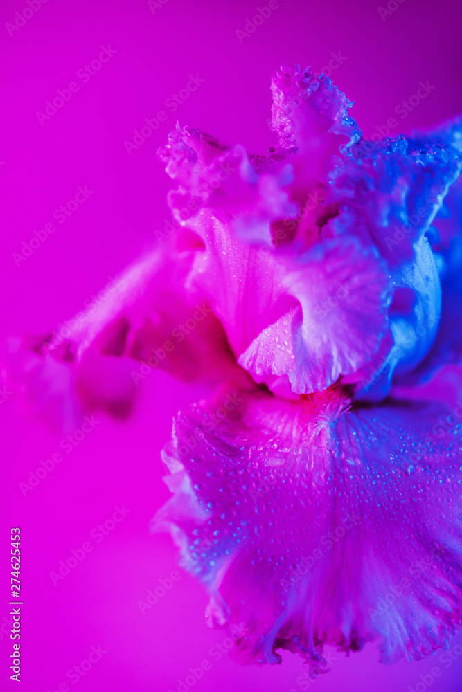 Vivid neon colored iris flower bud on multi colored background. Vivid neon colored iris flower bud on multi colored background.