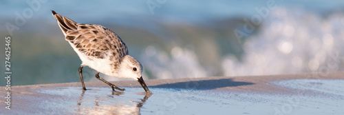 Sanderling bird at the shore of a beach panorama. photo