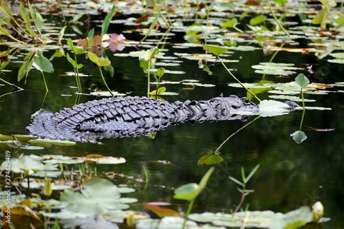 A lonely American alligator hides in a lily pad patch in a black water southern swamp.