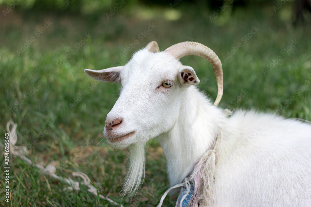 white goat close up on a meadow agriculture
