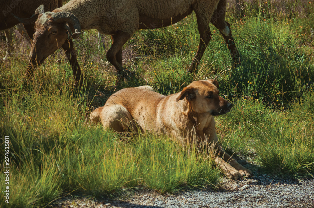 Fototapeta premium Dog watching flock of goats grazing on sward