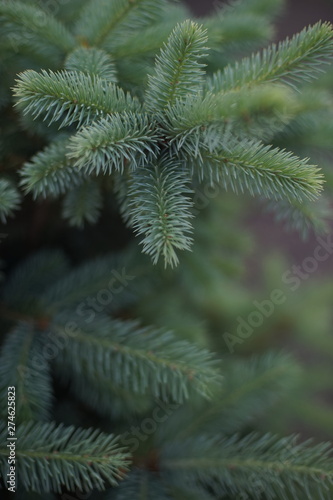 young fluffy spruce, close-up with smooth bokeh