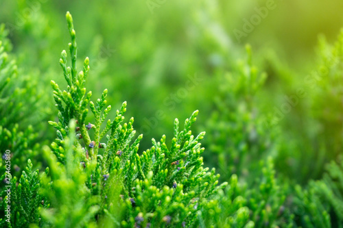 Green juniper pattern background closeup. Fresh green leaves texture