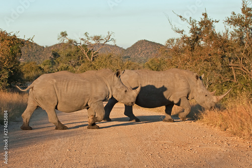 southern white rhinoceros  southern square lipped rhinoceros  ceratotherium simum simum  Kruger national park