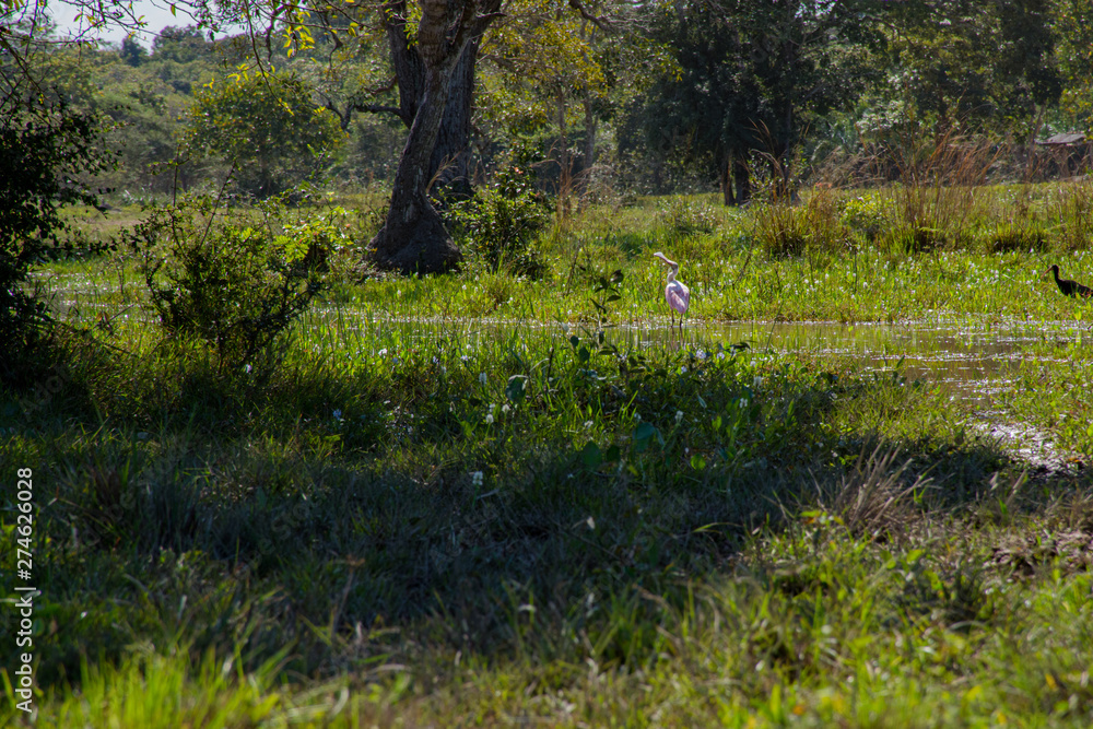 Pássaro grande Tuiuiú símbolo do pantanal brasileiro 