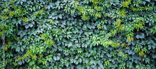 Green ivy background. Fresh green leaves texture © uladzimirzuyeu