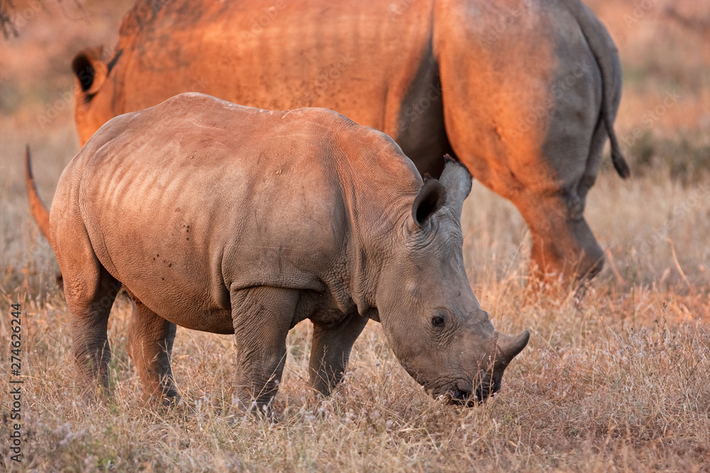 southern white rhinoceros, southern square lipped rhinoceros, ceratotherium simum simum, Kruger national park southern white rhinoceros, southern square lipped rhinoceros, ceratotherium simum simum, Kruger national park