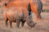 southern white rhinoceros, southern square lipped rhinoceros, ceratotherium simum simum, Kruger national park
