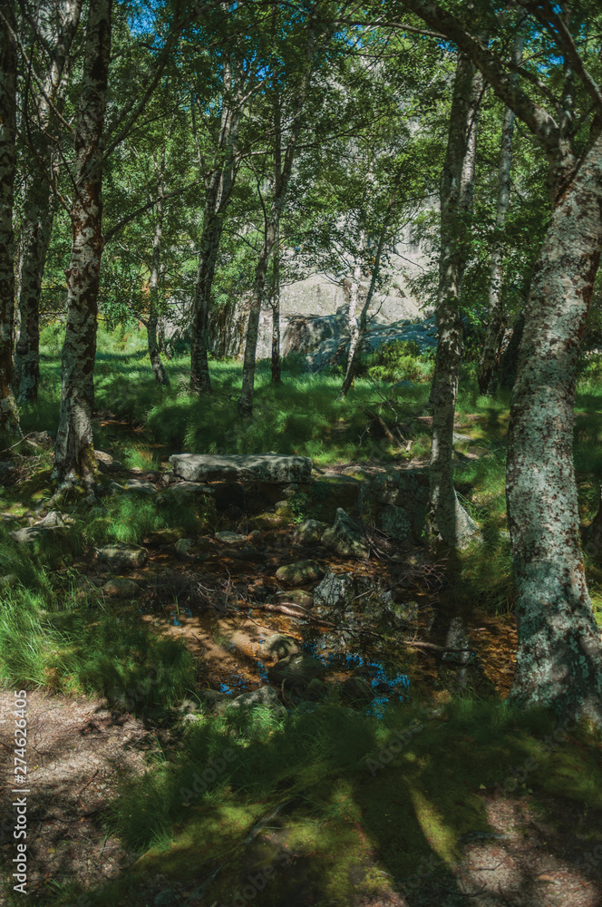 Fototapeta premium Stream running through a leafy grove in a sunny day