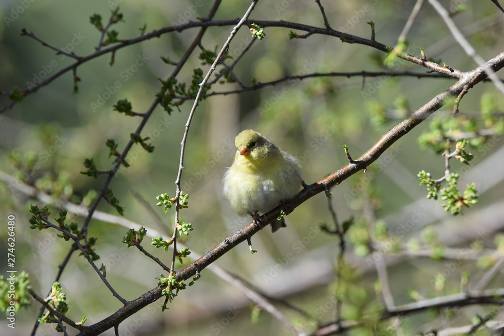 Young American Goldfinch 