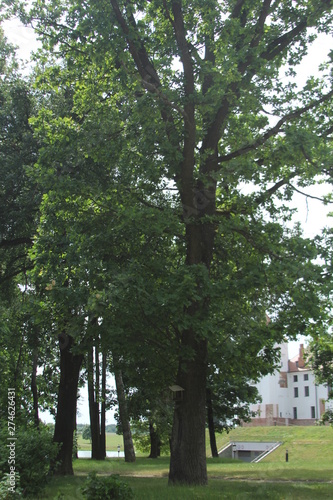 trees in the park