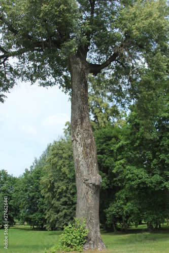 old tree in the park