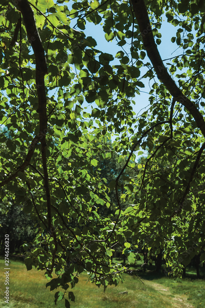 Obraz premium Branches full of green leaves on a forest in a sunny day