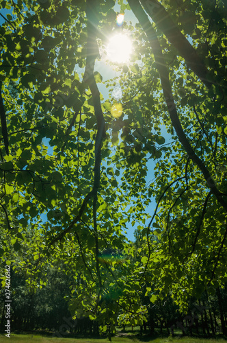 Branches full of green leaves on a forest in a sunny day