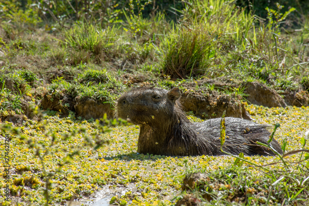 Fototapeta premium Capivara herbívora no habitat natural agua refresca