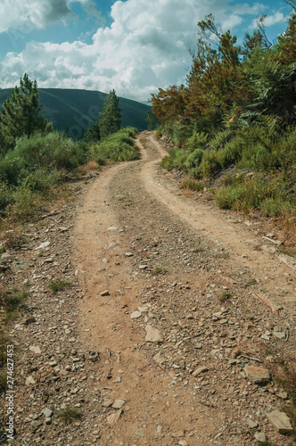 Dirt road on hilly terrain covered by bushes and trees