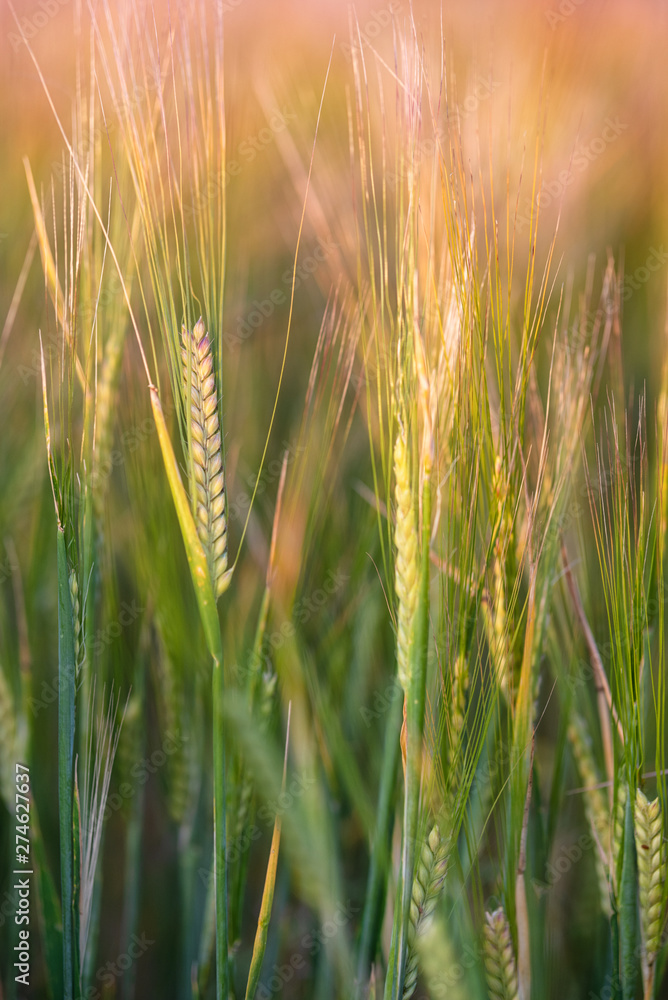 Golden ears of barley close up cornfield Background . 