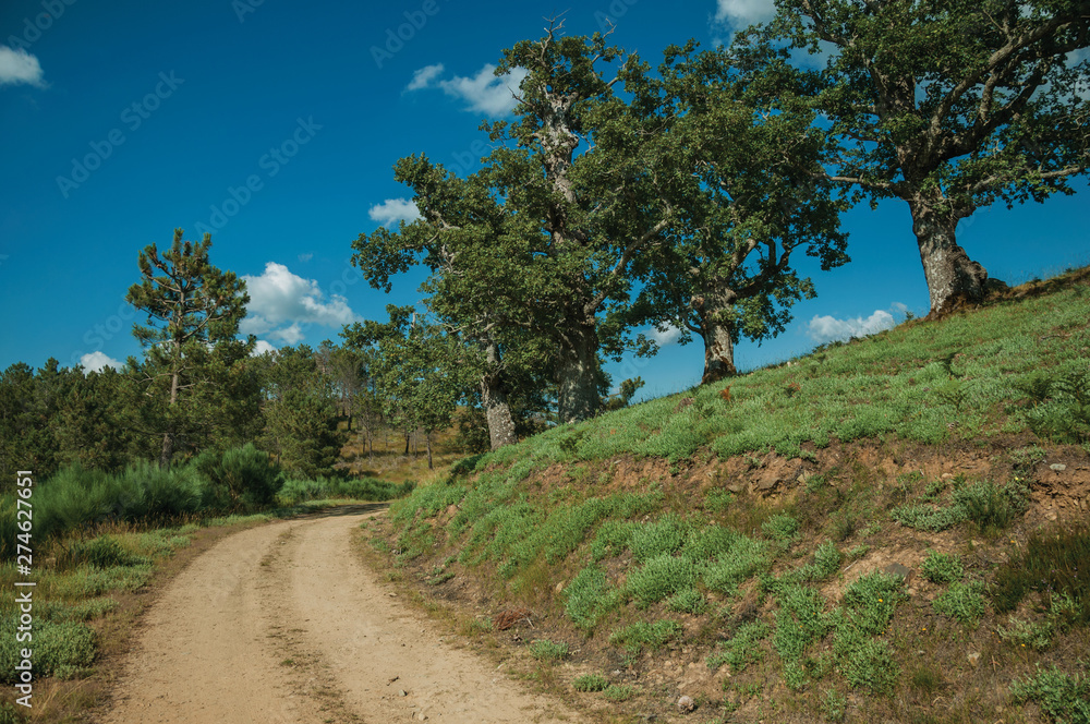 Dirt road and leafy oaks on top of hill Dirt road and leafy oaks on top of hill