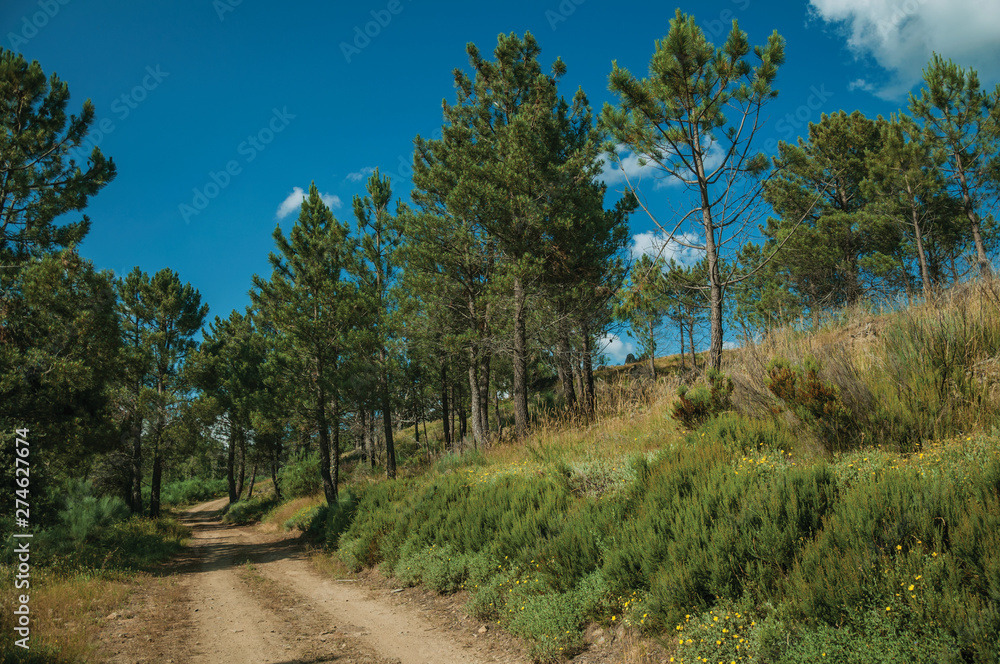 Dirt road on hilly terrain covered by bushes and trees