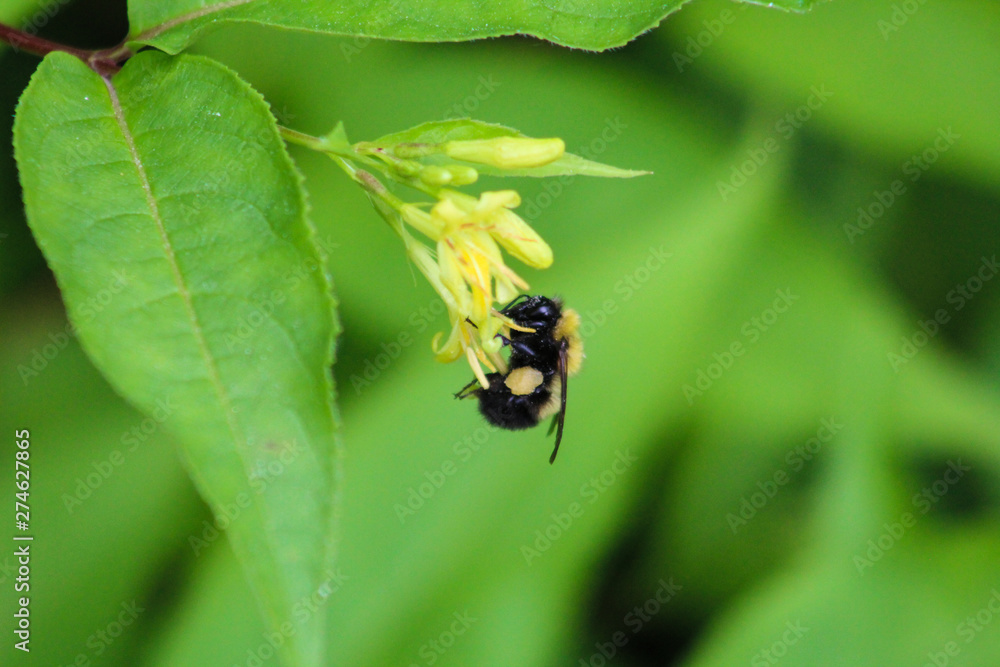 Bumble Bee on and honeysuckle blossom Bumble Bee on and honeysuckle blossom