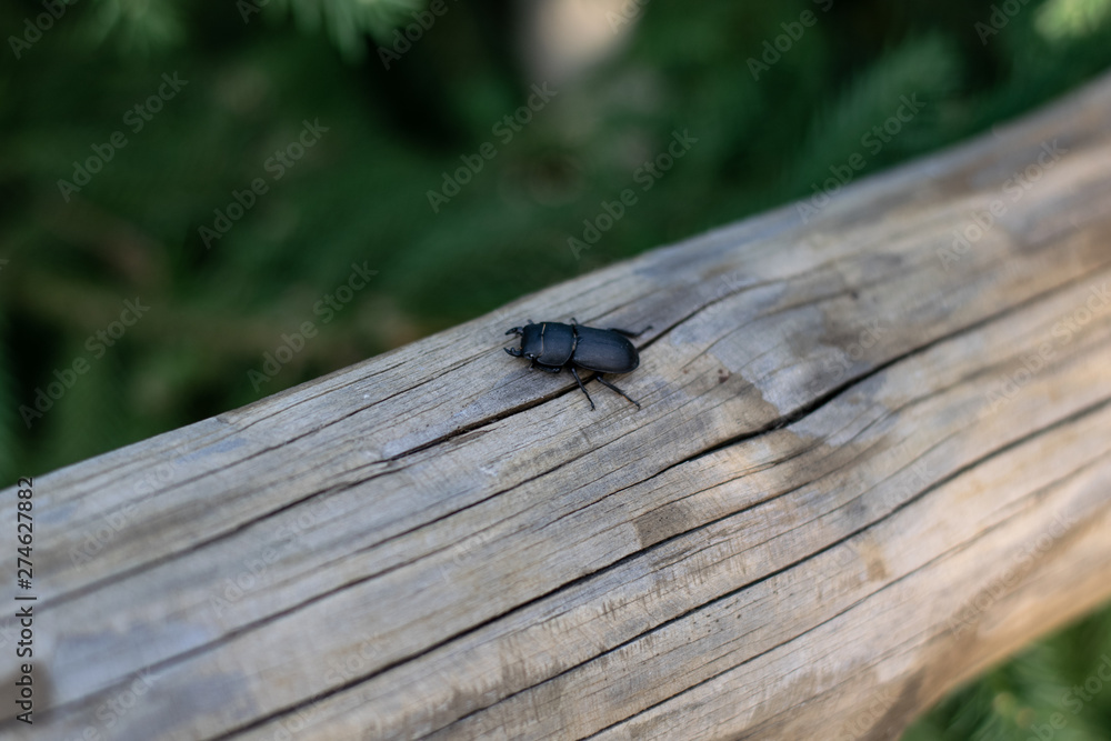 beetle creeps on a tree. wildlife, natural life. Insect beetle creeps on a tree. wildlife, natural life. Insect
