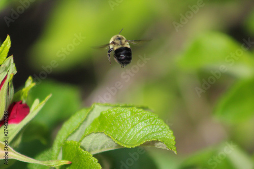 Bumble bee in flight © TheDowneastArtisan