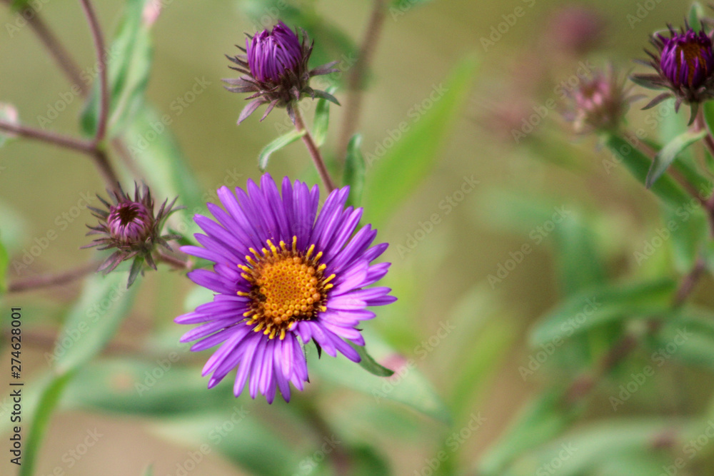 Obraz premium Deep Purple Ester