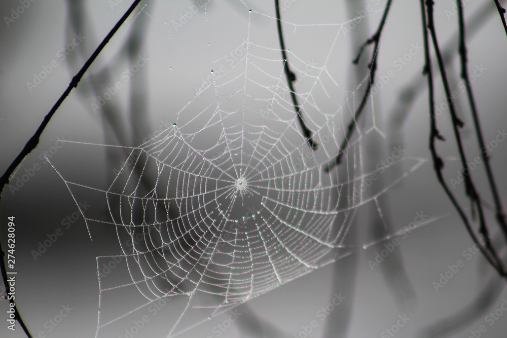 Spiderweb with fog droplets