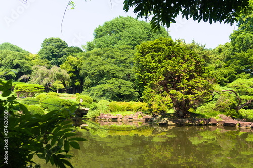 pond in the garden