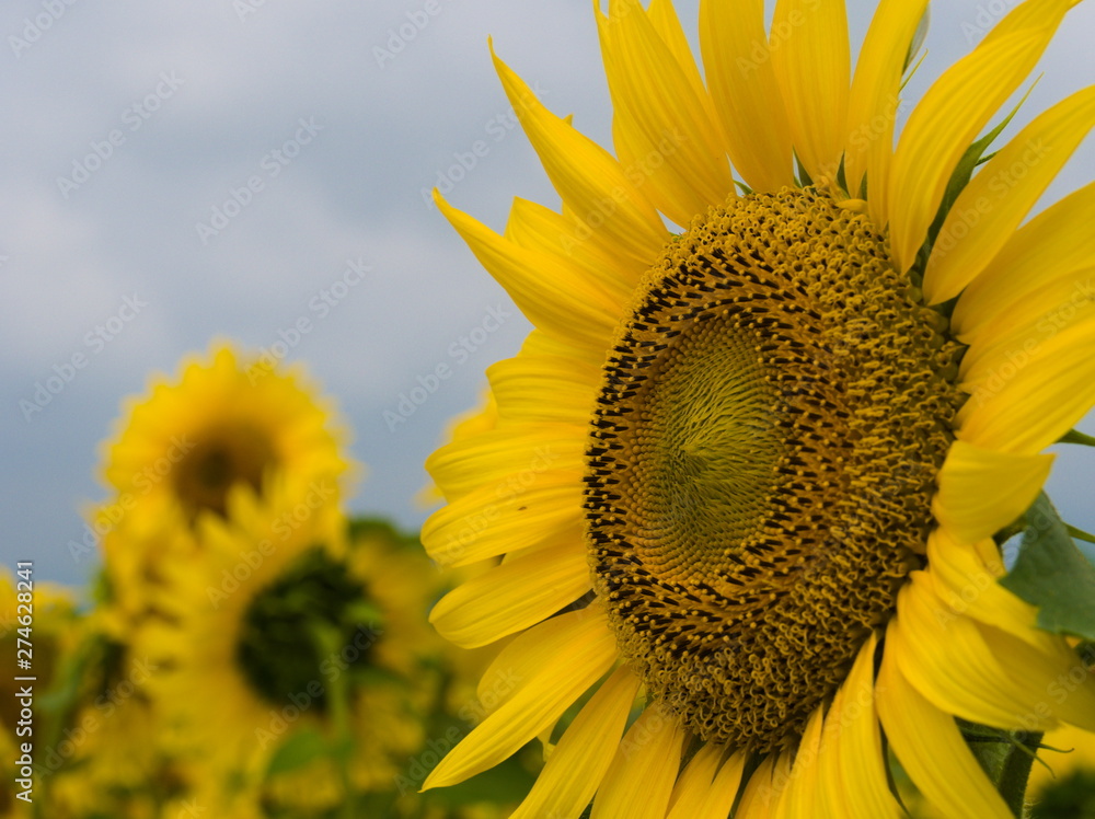 sunflower and bee
