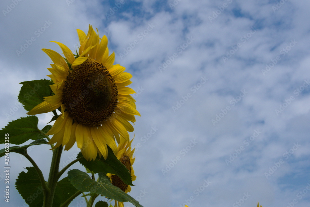 sunflower and sky