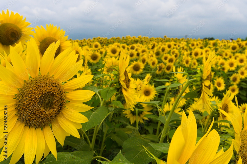 field of sunflowers and blue sky with clouds
