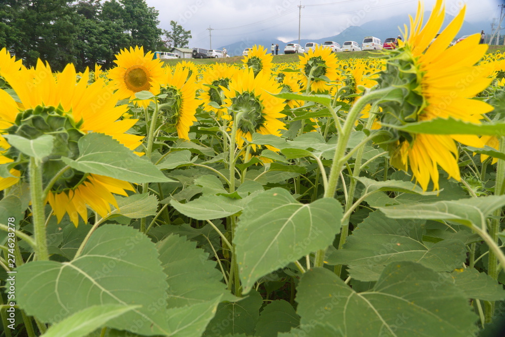 sunflowers in a field