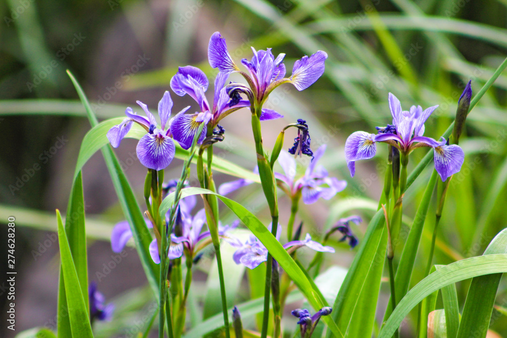 Wild Irises in Maine