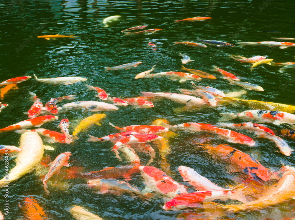 koi fish in pond