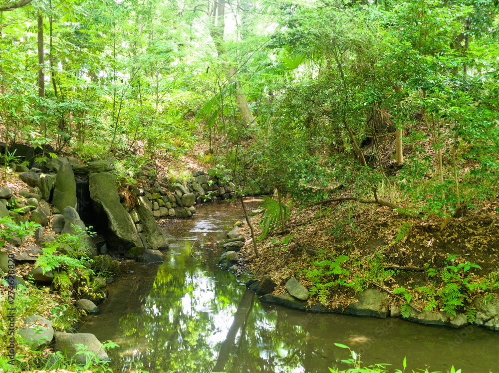 pond in the garden