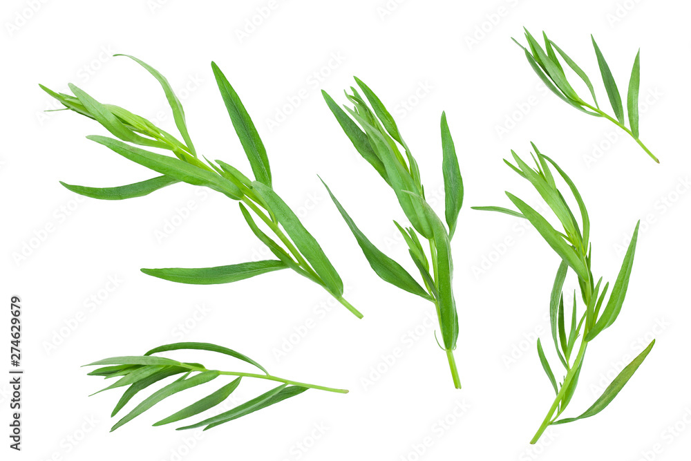 Fototapeta premium tarragon or estragon isolated on a white background. Artemisia dracunculus. Top view. Flat lay